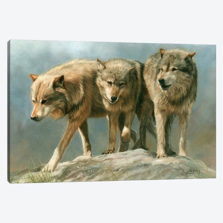 Three Of A Kind Grey Wolves Canvas Print #STG172} by David Stribbling Canvas Art Print