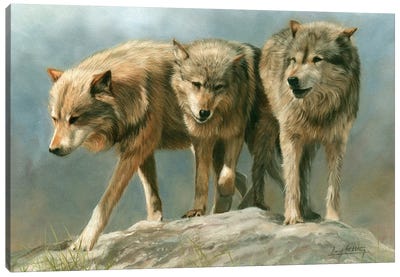 Three Of A Kind Grey Wolves Canvas Art Print - David Stribbling