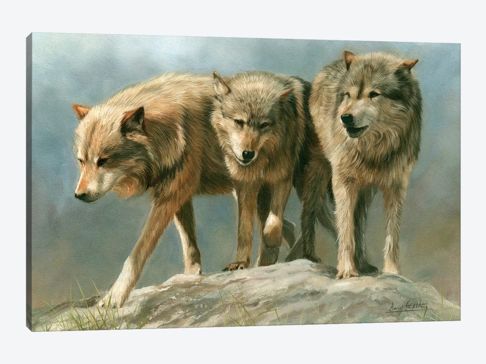 Three Of A Kind Grey Wolves by David Stribbling 1-piece Canvas Art Print
