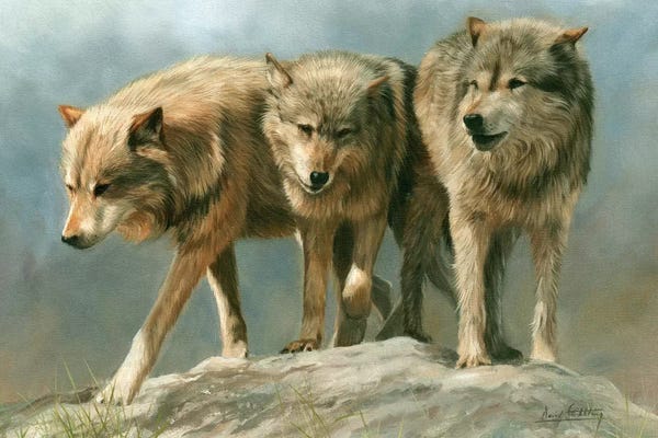 David Stribbling: Three Of A Kind Grey Wolves by David Stribbling