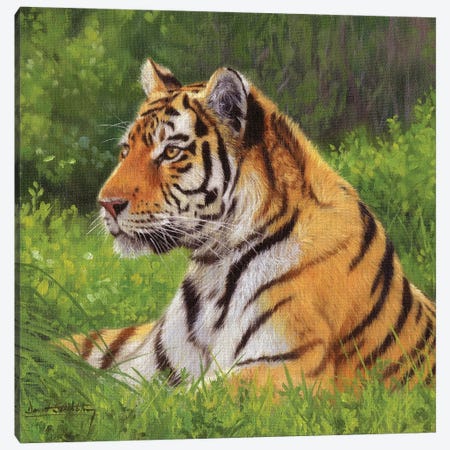 Tiger Canvas Print #STG173} by David Stribbling Art Print