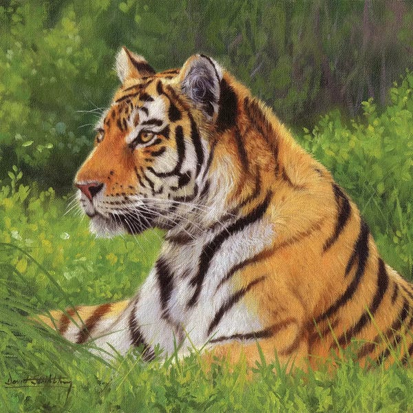 David Stribbling: Tiger by David Stribbling