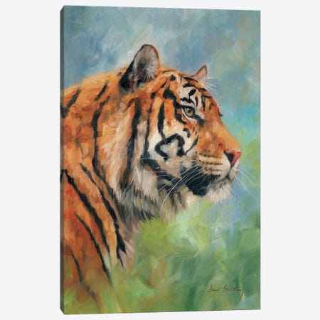 Tiger Study Canvas Print #STG175} by David Stribbling Canvas Art