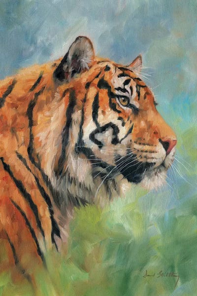 David Stribbling: Tiger Study by David Stribbling