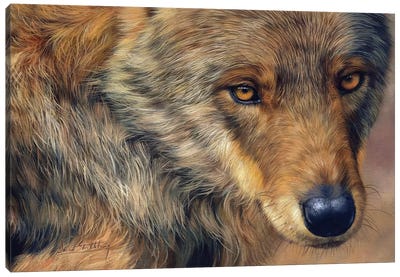 Wolf Stare Canvas Art Print - Photorealism Art