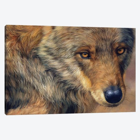 Wolf Stare Canvas Print #STG178} by David Stribbling Art Print