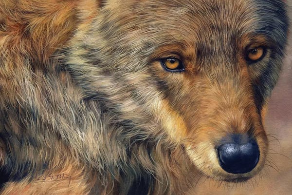 David Stribbling: Wolf Stare by David Stribbling