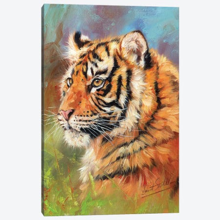 Young Amur Tiger Canvas Print #STG179} by David Stribbling Canvas Art Print
