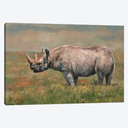 Black Rhino Canvas Print #STG17} by David Stribbling Canvas Wall Art