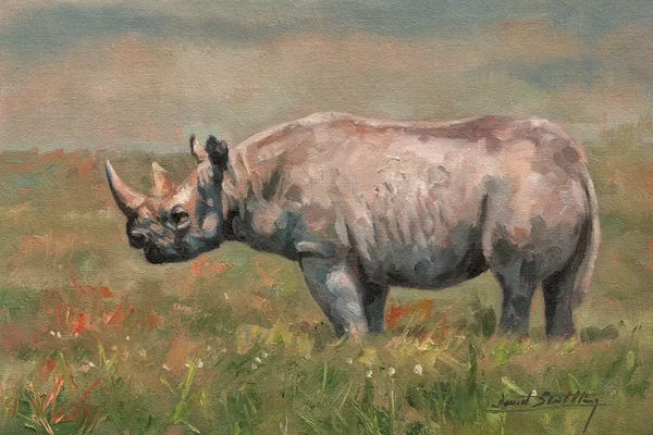 Rhinoceroses: Black Rhino by David Stribbling