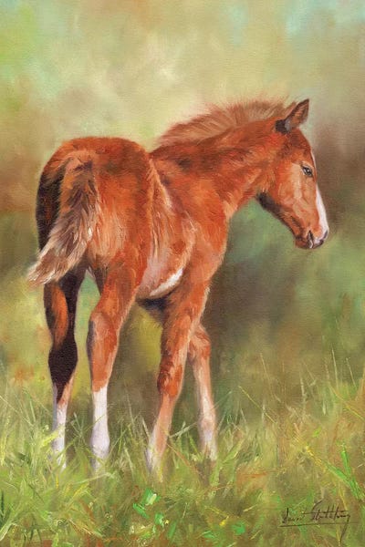 Young Foal by David Stribbling canvas print