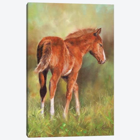 Young Foal Canvas Print #STG180} by David Stribbling Canvas Artwork