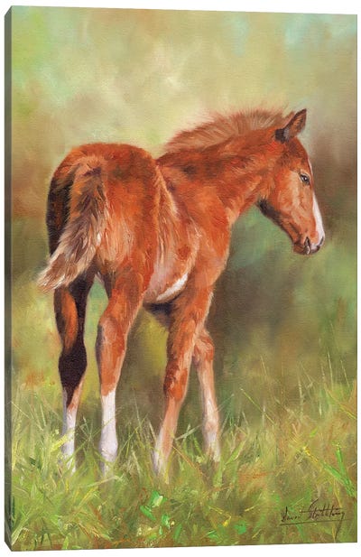 Young Foal Canvas Art Print - David Stribbling