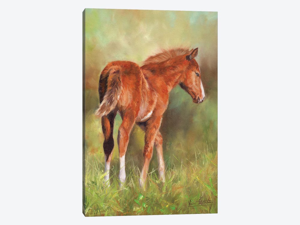 Young Foal by David Stribbling 1-piece Canvas Wall Art