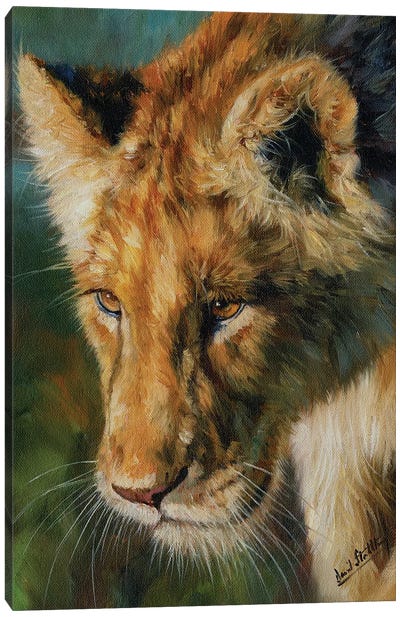 Young Lion Canvas Art Print - Photorealism Art