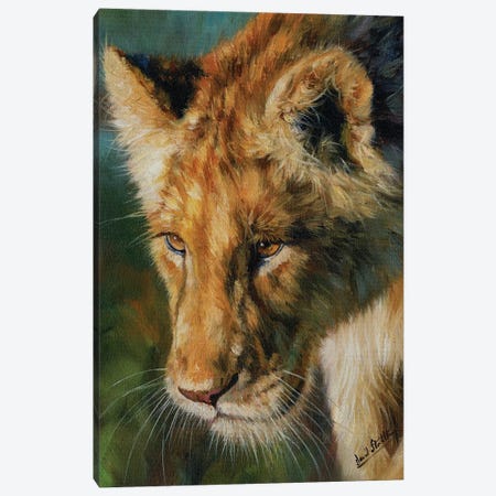 Young Lion Canvas Print #STG181} by David Stribbling Canvas Artwork