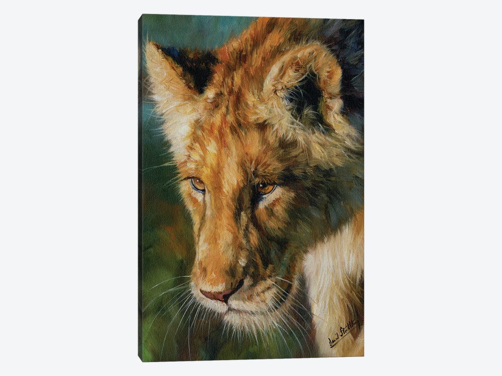 Young Lion by David Stribbling 1-piece Canvas Art Print