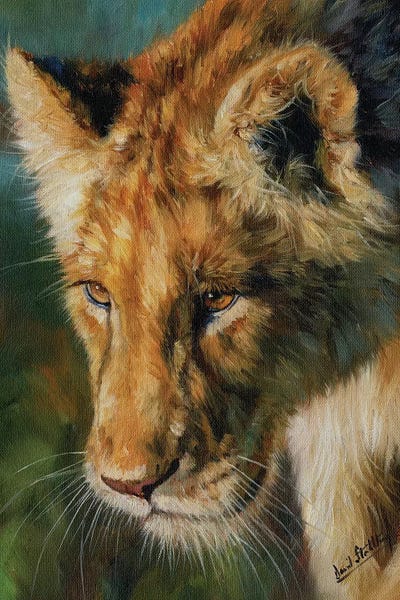 David Stribbling: Young Lion by David Stribbling