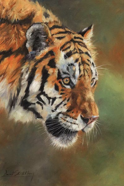 Amur Tiger Portrait II by David Stribbling art print
