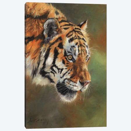 Amur Tiger Portrait II Canvas Print #STG184} by David Stribbling Canvas Print