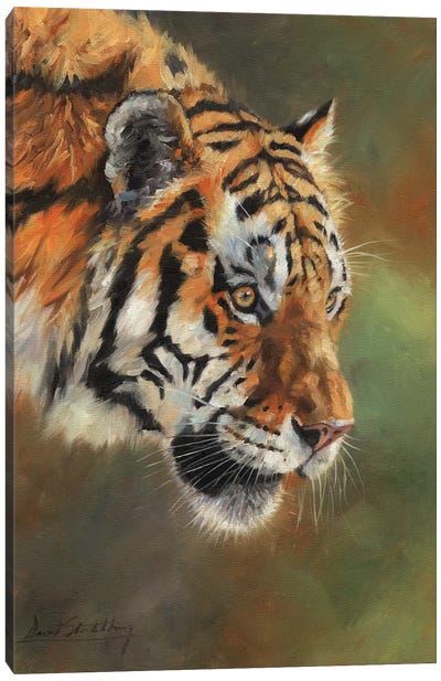 Amur Tiger Portrait II Canvas Art Print - David Stribbling