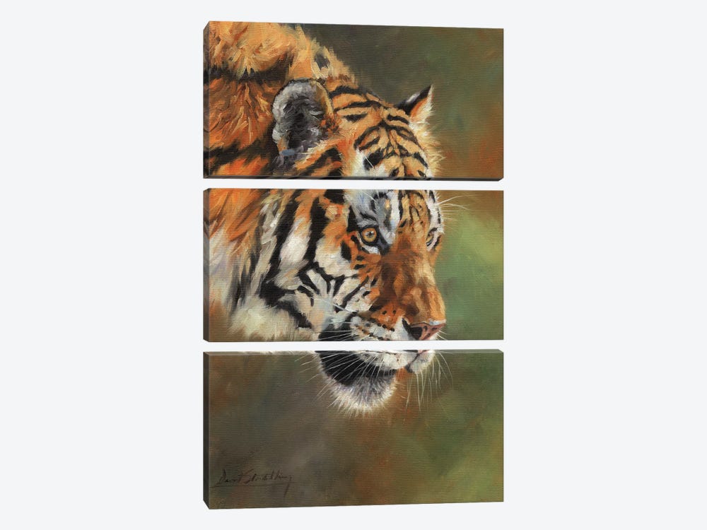 Amur Tiger Portrait II by David Stribbling 3-piece Canvas Wall Art