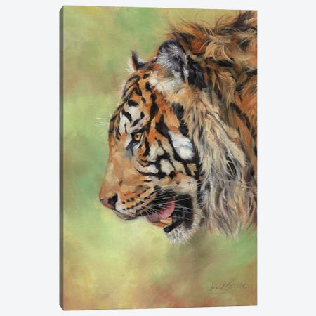 Amur Tiger Profile II Canvas Print #STG185} by David Stribbling Art Print