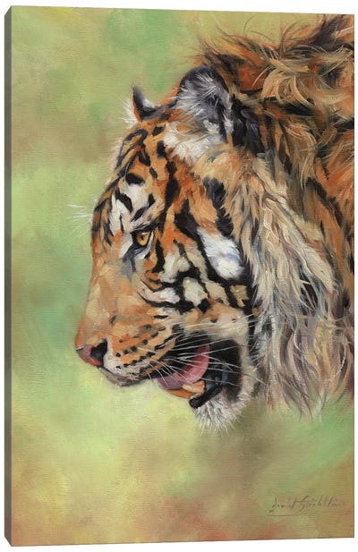 Amur Tiger Profile II Canvas Art Print - David Stribbling