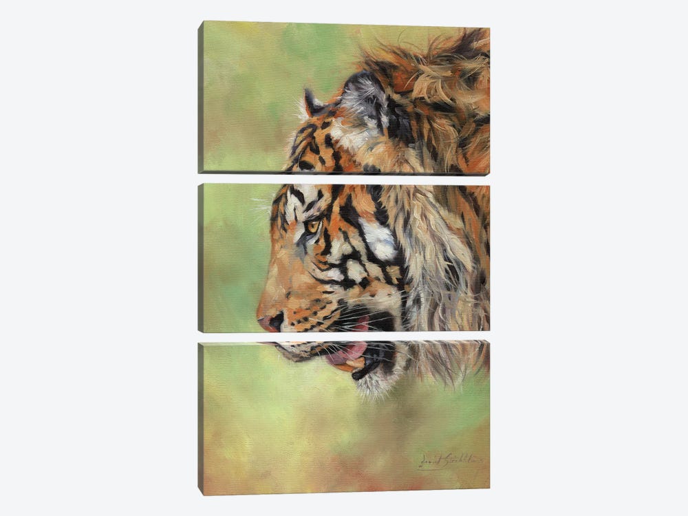 Amur Tiger Profile II by David Stribbling 3-piece Canvas Art Print