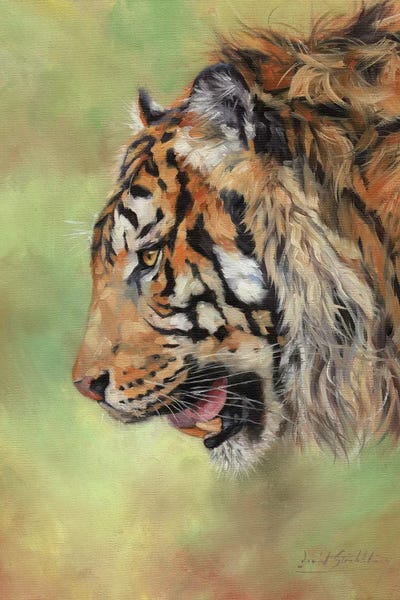 David Stribbling: Amur Tiger Profile II by David Stribbling