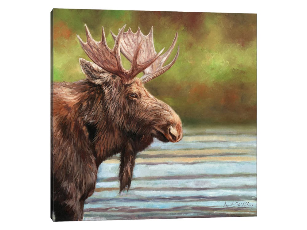[48+] Moose in Bathtub Wallpaper Border