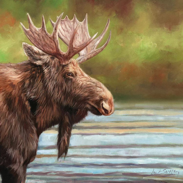 Bull Moose