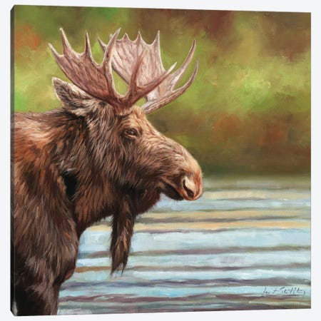Bull Moose Canvas Print #STG187} by David Stribbling Canvas Print