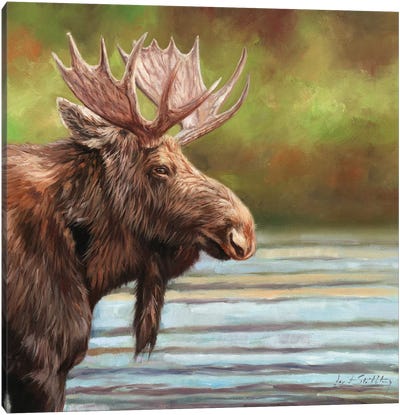 Bull Moose Canvas Art Print - David Stribbling