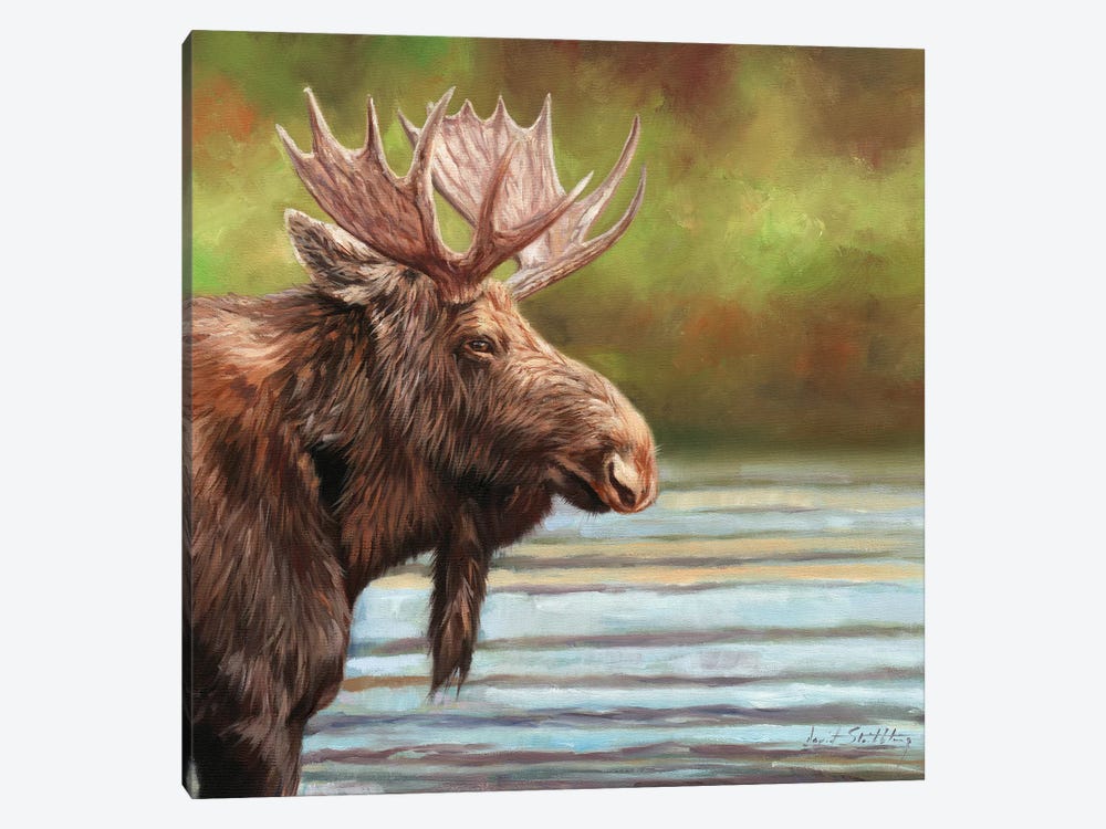 Bull Moose by David Stribbling 1-piece Canvas Art Print