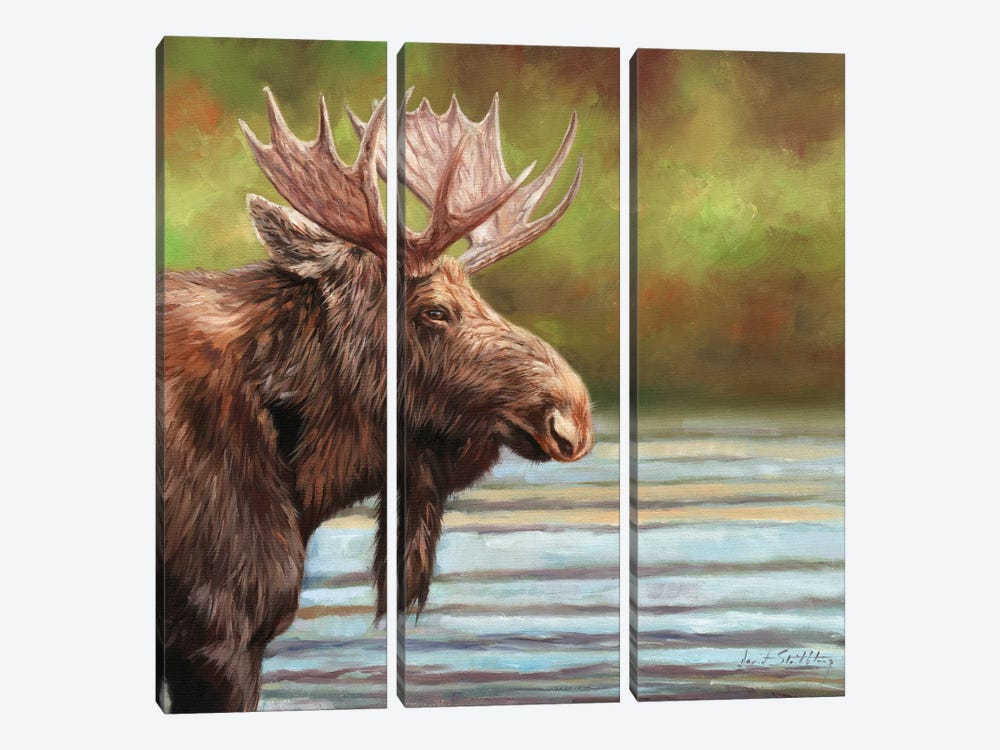 Bull Moose by David Stribbling 3-piece Canvas Art Print