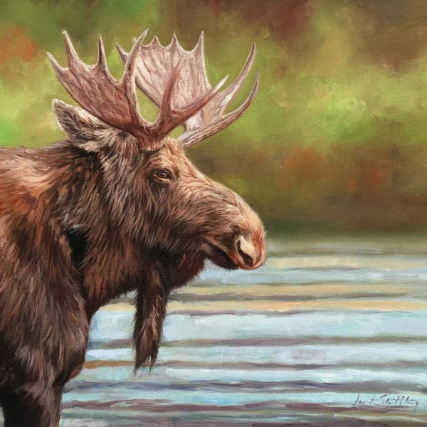 Moose: Bull Moose by David Stribbling