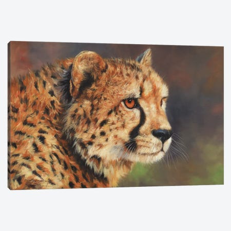Cheetah Portrait II Canvas Print #STG188} by David Stribbling Canvas Artwork