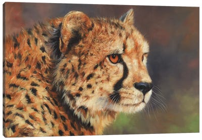 Cheetah Portrait II Canvas Art Print - David Stribbling
