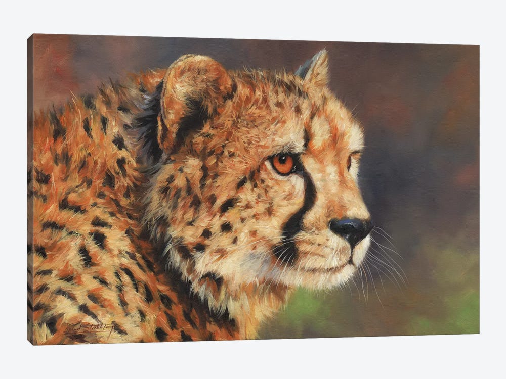 Cheetah Portrait II by David Stribbling 1-piece Canvas Art