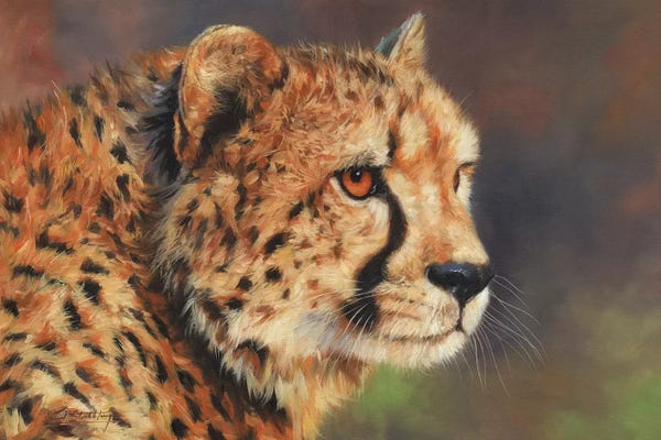 Cheetahs: Cheetah Portrait II by David Stribbling