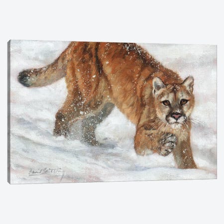 Cougar in Snow Canvas Print #STG189} by David Stribbling Canvas Art