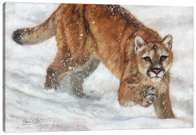 Cougar in Snow Canvas Art Print - Cougars