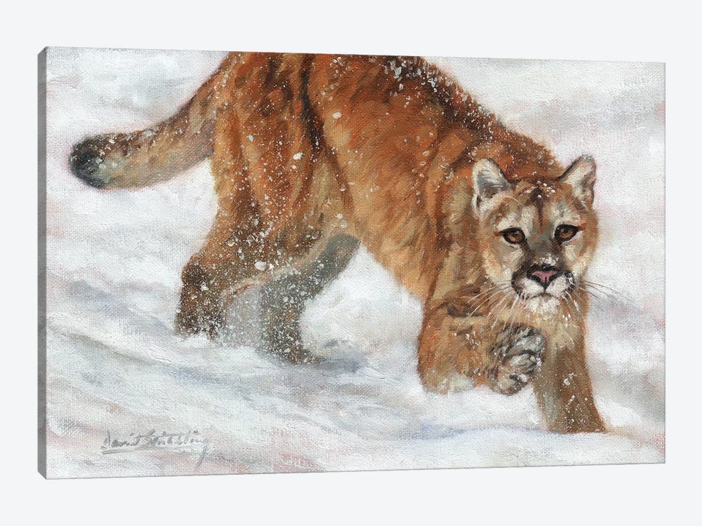 Cougar in Snow by David Stribbling 1-piece Canvas Art Print