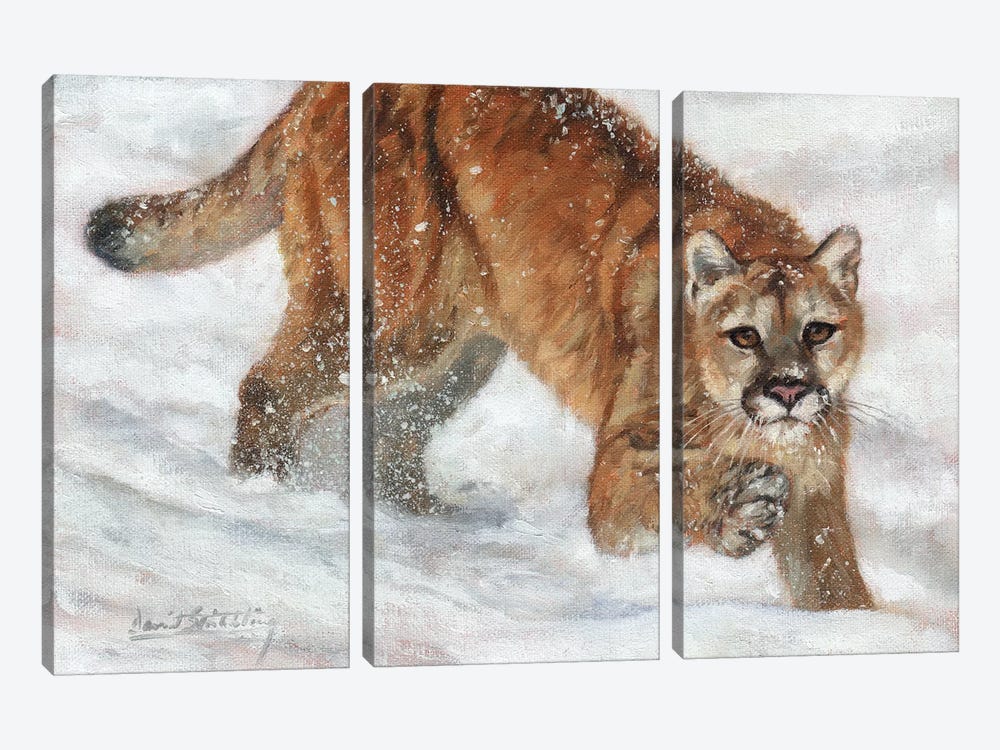 Cougar in Snow by David Stribbling 3-piece Art Print