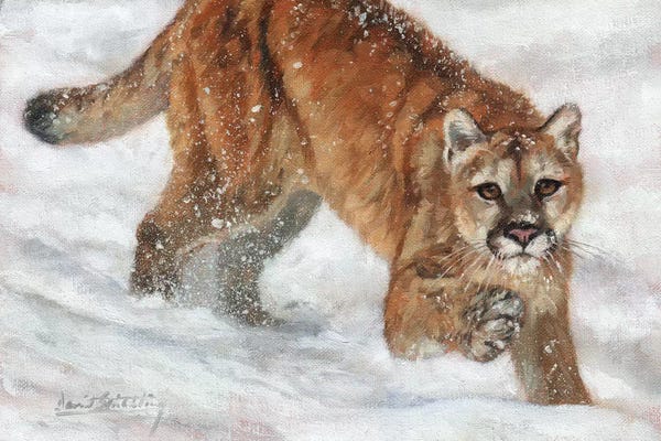 David Stribbling: Cougar in Snow by David Stribbling