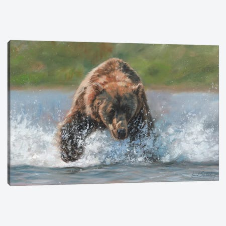Brown Bear Grizzly Charge Canvas Print #STG18} by David Stribbling Canvas Art Print