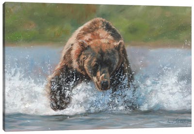 Brown Bear Grizzly Charge Canvas Art Print - David Stribbling