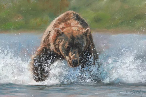 Bears: Brown Bear Grizzly Charge by David Stribbling