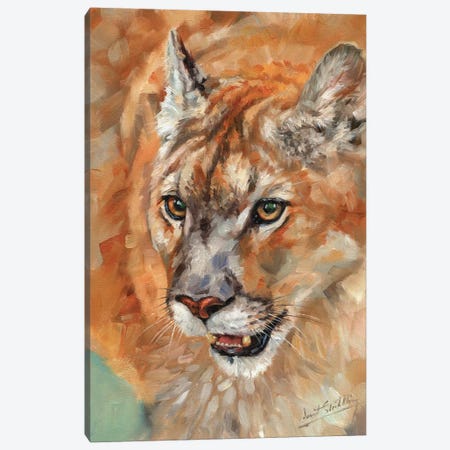Cougar Portrait II Canvas Print #STG190} by David Stribbling Canvas Art Print